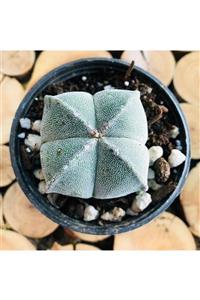 Özen Çiçekçilik Astrophytum Myriostigma Onzuka 4 Loplu Sarı Çiçek Açan Kaktüs