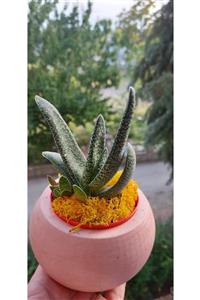 KAKTÜS JACK Gasteria Bitkisi 13 Cm Küp Saksı'da