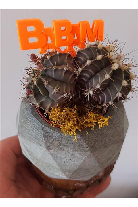 KAKTÜS JACK Beton Saksı Ve Nadir Kaktüs