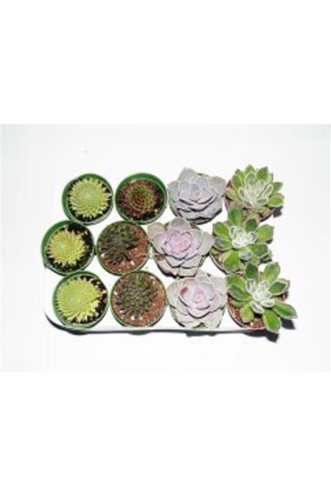 BENİM FİDANIM Sukulent 12'li