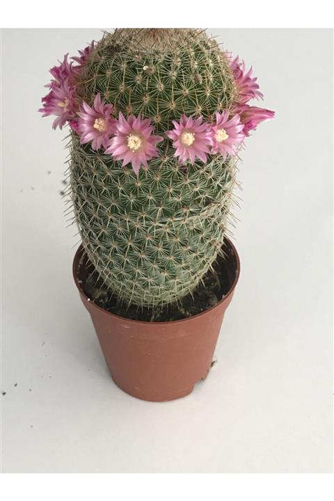 düşbahçem peyzaj Çiçekli Kaktüs