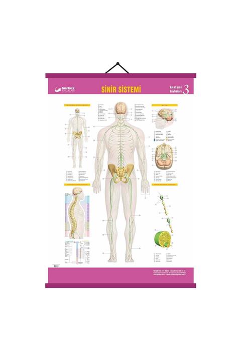 Gürbüz Yayınları Gürbüz Sinir Sistemi Levhası Anatomi, Biyoloji Levhaları 70x100cm Askılı Çıtalı