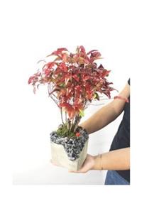 Hasal Süs Bitkileri Cennet Bambusu Nandina Domestica Bonsai & Siyah Soltan Beton Saksıda Hediyelik Canlı Çiçek