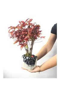Hasal Süs Bitkileri Cennet Bambusu Nandina Domestica Bonsai & Siyah Festa Beton Saksıda Hediyelik Canlı Çiçek