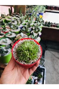 foliumbotanik Haworthia Mucronata Sukulent