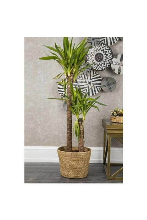 Guell Hasır Saksılık/sepet