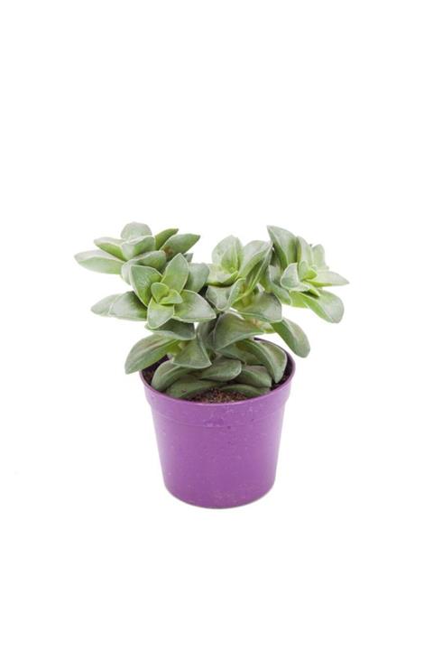 Hilal Garden Crassula Springtime Sukulent