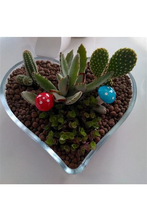 Kudret Tarım Kalpli Sukulent Kaktüs Seti