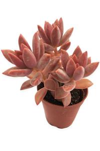 LEVANT Graptoveria California Sunset Sukulent 5,5 Cm Saksıda