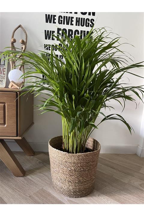 PiDükkan Dekoratif Hasır Sepet