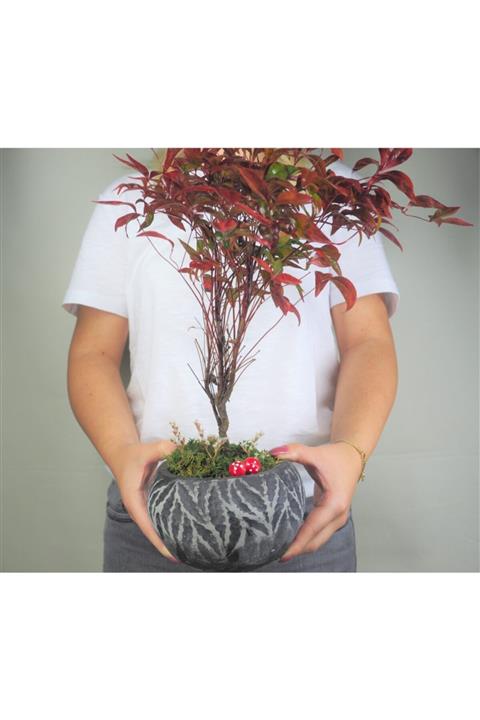 Hasal Süs Bitkileri Cennet Bambusu Nandina Domestica Bonsai & Siyah Vane Beton Saksıda Canlı Çiçek