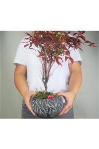 Hasal Süs Bitkileri Cennet Bambusu Nandina Domestica Bonsai & Siyah Vane Beton Saksıda Canlı Çiçek