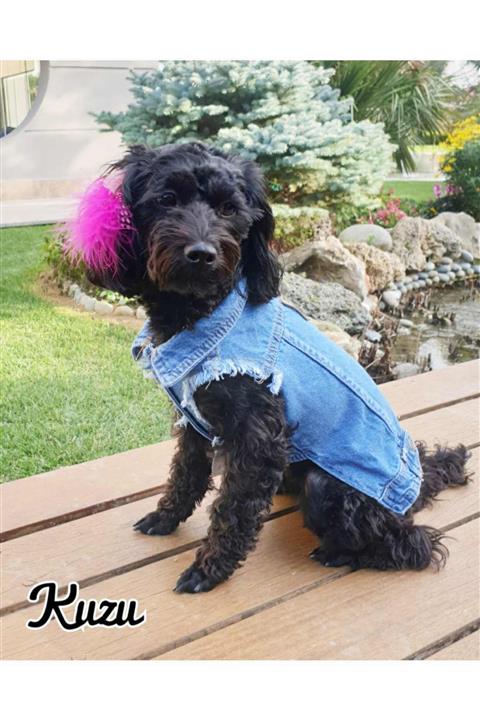 MİNİŞ PET BUTİK Kot Yelek