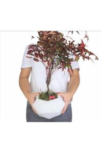 Hasal Süs Bitkileri Cennet Bambusu Nandina Domestica Bonsai & Beyaz Geometrik Beton Saksıda Hediyelik Canlı Çiçek
