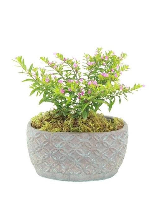 Çiçek Yolla Özel Saksıda Kufaye