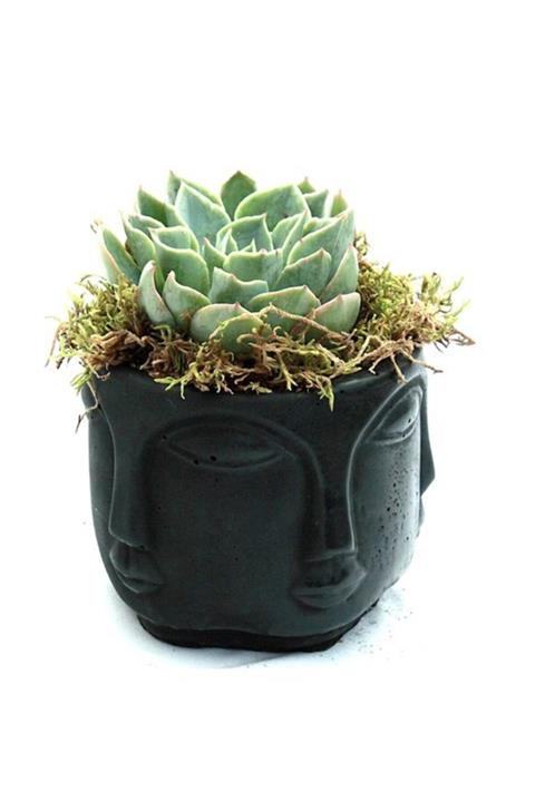 Çiçek Yolla Binbir Surat Skulent Serisi