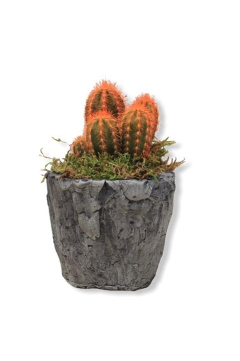 Çiçek Yolla Dekoratif Kaktüs Serisi