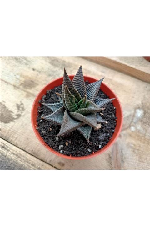 skulentdiyari Haworthia Spiralis 8.5cm