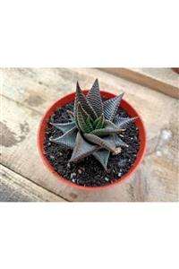 skulentdiyari Haworthia Spiralis 8.5cm