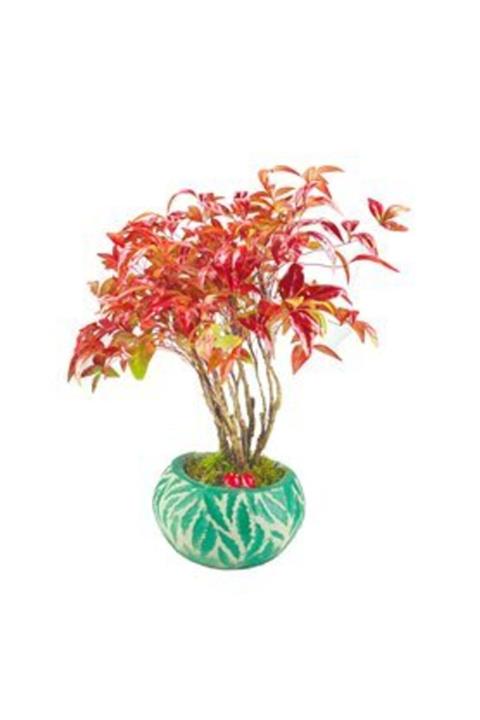 Hasal Süs Bitkileri Cennet Bambusu Nandina Domestica Bonsai & Yeşil Vane Beton Saksıda Hediyelik Canlı Çiçek
