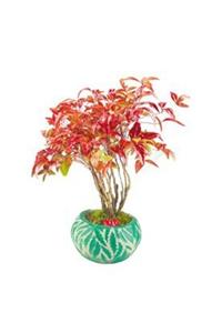 Hasal Süs Bitkileri Cennet Bambusu Nandina Domestica Bonsai & Yeşil Vane Beton Saksıda Hediyelik Canlı Çiçek