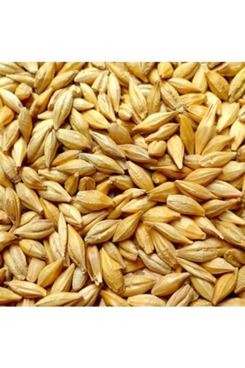 Asenya Doğal Tane Arpa Tohumu Yemlik Arpa Tavuk Yemi Kanatlı Yemi Kuş Yemi 10kg