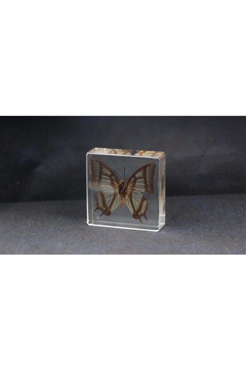 Konya Bilim Merkezi 3d Reçine Gerçek Kelebek Örneği  Polyura Eudamippus