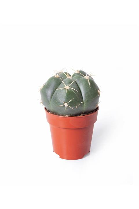 SFF Moda Ithal Kaktüs  Gymnocalycium Horstii 8,5cm