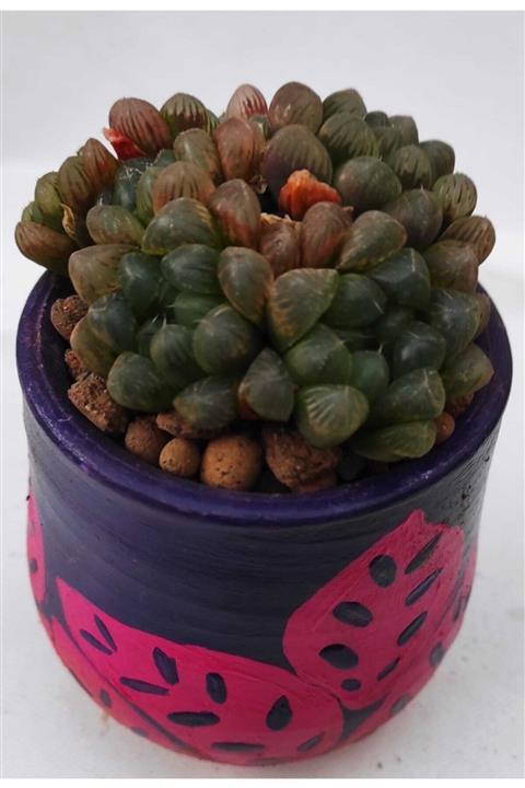 Pagoda Haworthia Cooperi-6.5 Cm Saksıda-ref 13b/17-kaktüs-sukulent