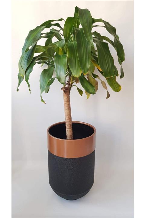 Dama By Kumova Rose Darbuka Saksı 70 Cm