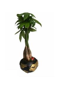 Hasal Süs Bitkileri Para Ağacı Paçira Bitkisi Pachira Bonsai & Siyah Büyük Dünyam Beton Saksıda Hediyelik Canlı Çiçek