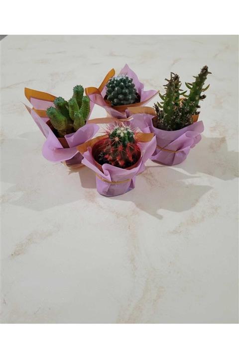 Kaktüs Dünyası Ndan 4 Adet Sukulent Kaktüs Çeşit