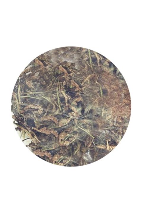 Gupguru Kahverengi Altın Otu 1 kg