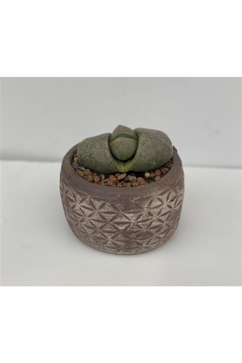 Gala Aloe Arıstata Kaktüs Mozaik Desen Saksı