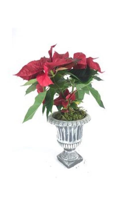 Hasal Süs Bitkileri Atatürk Çiçeği Ponsetya Poinsettia & Gri Antik Beton Saksıda Hediyelik Canlı Çiçek