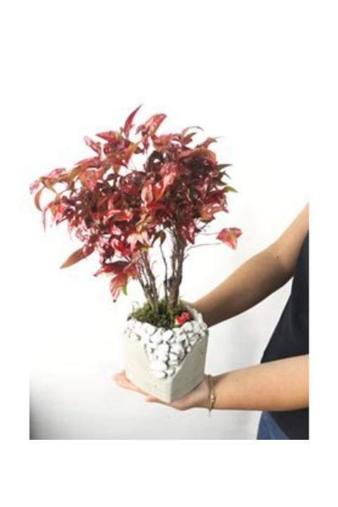 Hasal Süs Bitkileri Cennet Bambusu Nandina Domestica Bonsai & Beyaz Lena Beton Saksıda Hediyelik Canlı Çiçek