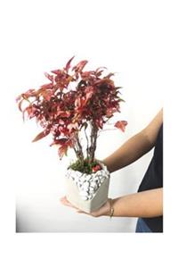 Hasal Süs Bitkileri Cennet Bambusu Nandina Domestica Bonsai & Beyaz Lena Beton Saksıda Hediyelik Canlı Çiçek