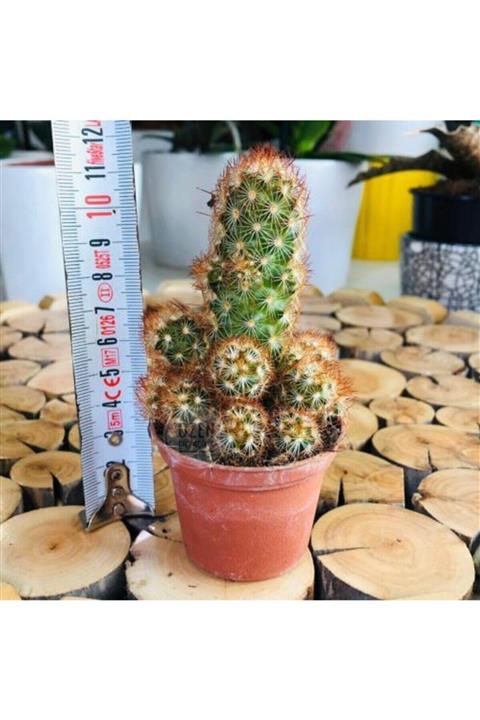 Özen Çiçekçilik Mammillaria Elongata Sarı Diken Bol Yavru Veren Kaktüs
