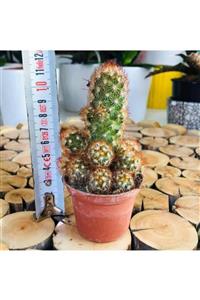 Özen Çiçekçilik Mammillaria Elongata Sarı Diken Bol Yavru Veren Kaktüs