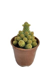 Sukulent Bahçem Mammillaria Elongata Ladyfinger - Sarı Çiçek Açan Kaktüs (12 Cm Saksıda )