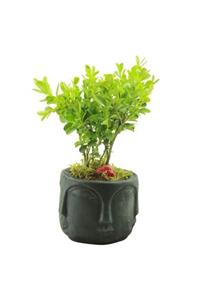 Çiçek Yolla Binbir Surat Buxus Bonzai