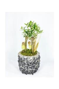 Hasal Süs Bitkileri Zeytin Ağacı Bonsai & Siyah Magle Beton Saksıda Hediyelik Canlı Çiçek