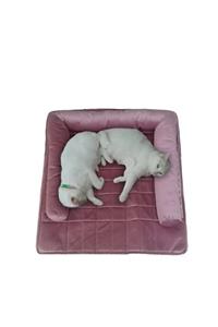 We Are Conseption Kedi Ve Köpek Yatağı 75x70 Sızdırmaz Yıkanabilir Pet Yatak Soft Comfort