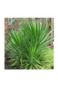 1001fidan Yucca Aloifolia Yuka Fidanı 80-120 cm