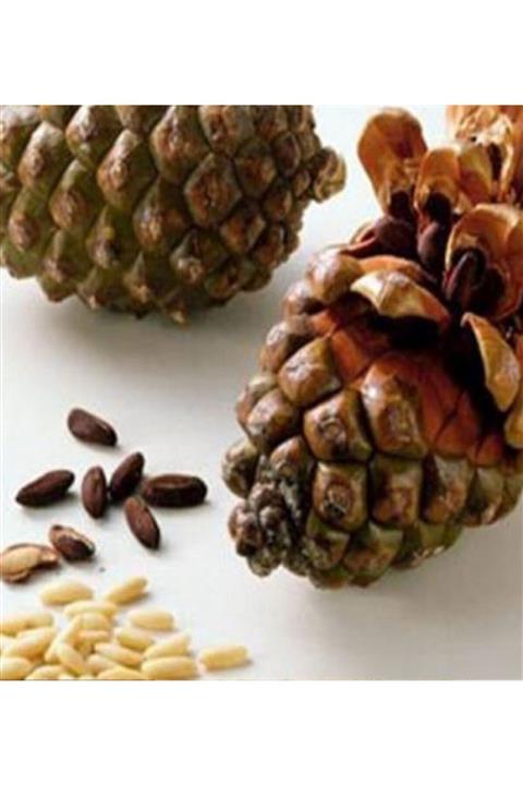 ALİBOTANİK Fıstık Çamı Ağacı 90 Cm