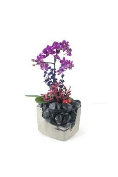 Hasal Süs Bitkileri Tek Dal Mini Mor Orkide & Kokulu Lavanta & Gri Siyah Festa Beton Saksıda Hediyelik Canlı Çiçek