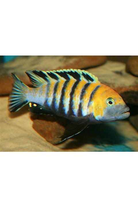 ozelbalikyemipaketleri Tropheus (zebroides) Afra Cobue Özel Balık Yem Paketi 350gr (7x50gr)