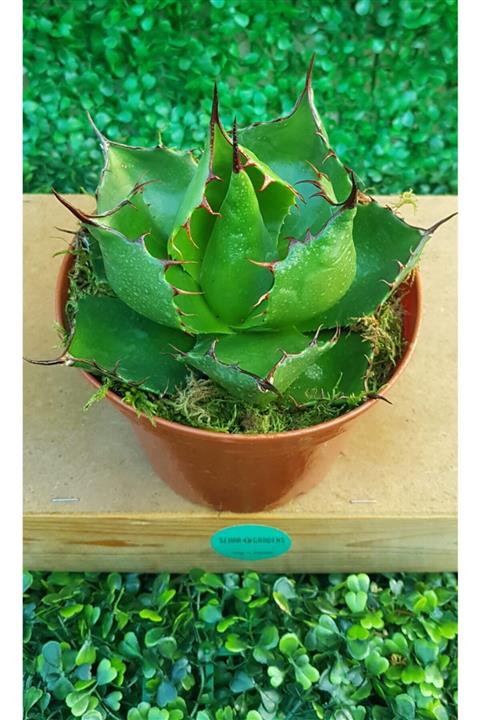 Serra Gardens Agave Bovicornuta Nadir Tür Özel Sukulent Büyük Boy