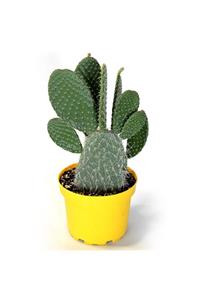 ÇiçekAntalya Jumbo Opuntia Leucotricha 19 cm Saksı Tavşan Kaktüs