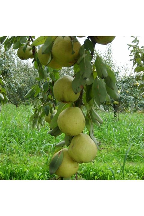 EKİM Armut Ankara 1 Kg Organik Ürün Tarım